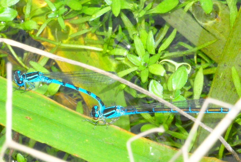 Coenagrion mercuriale