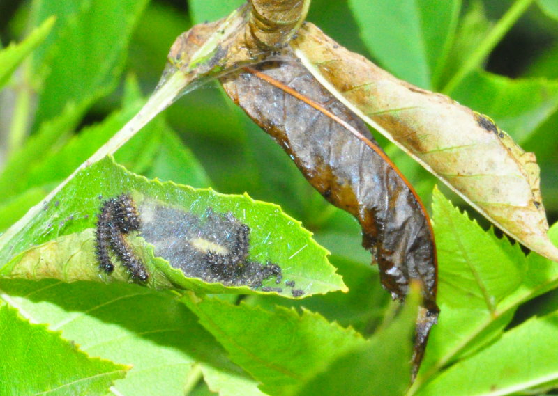 Euphydryas maturna