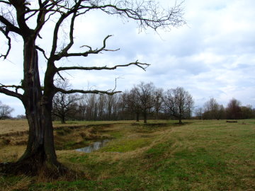 Heldbockeiche in der Muldeaue