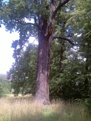 Vom Eremiten besiedelte Eiche bei Wechselburg