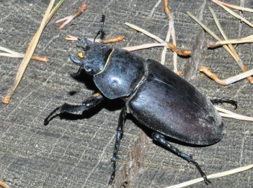 Weiblicher Hirschkäfer (Lucanus cervus) bei Frankfurt