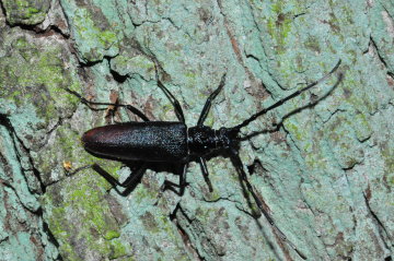 Männlicher Heldbock (Cerambyx cerdo) bei Frankfurt