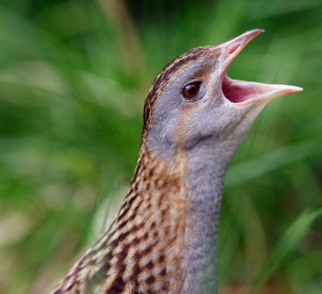 Wachtelkönig (Crex crex). Foto: D. Wend.