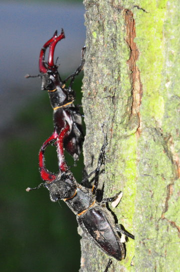 Hirschkäfer