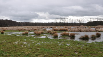 Vernässte Landwirtschaftsfläche