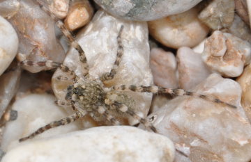 Graue Wolfsspinne (Arctosa cinerea) - eine Zielart des Biotopverbundes