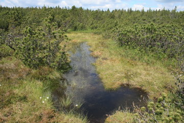 Kleiner Kranichsee