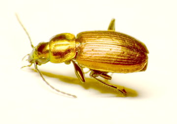 Der seltene Moorlaufkäfer Agonum ericeti