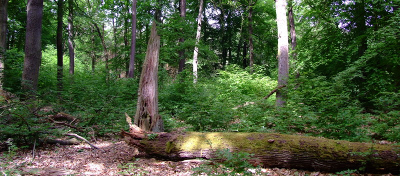 Lebensraum des Juchtenkäfers in der Dübener Heide