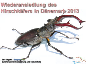 Wiederansiedlung des Hirschkäfers in Dänemark